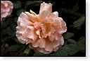 rode rozen roos rosa flora natuur bloem bloemen cultivars cultivar fleurop rosaceae tuin rozentuin valentijn valentijsdag romantiek liefde merci
